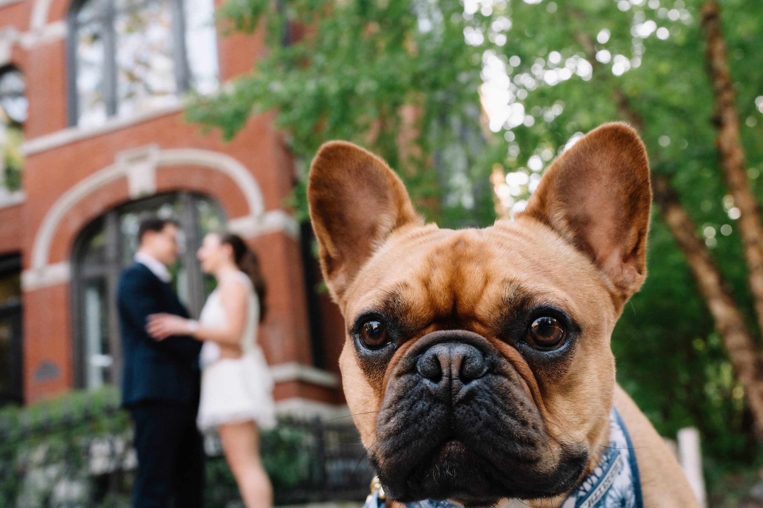 Wicker Park Engagement Pictures with French Bulldog